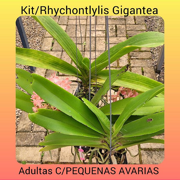 Kit/ Rhynchostylis Gigantea Adultas ( COM PEQUENAS AVARIAS)