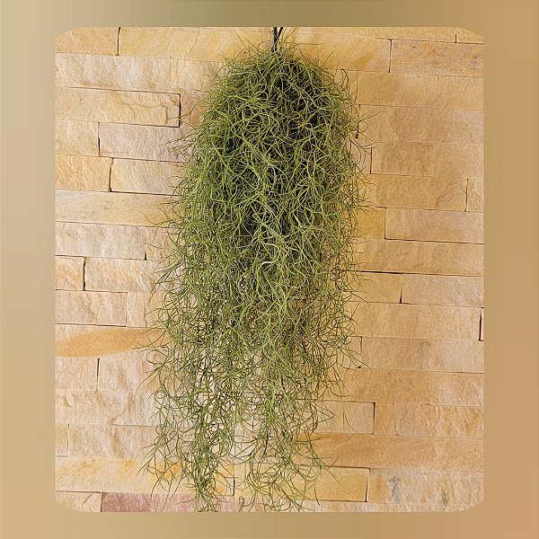 Tillandsia usneoides- Barba de Velho (Maço Médio)