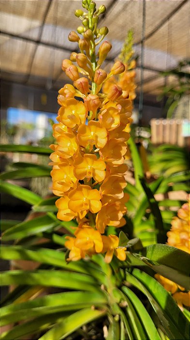 Vandachostylis Ladda Gold ( Mini Vanda)