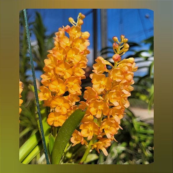 Vandachostylis Ladda Gold ( Mini Vanda)