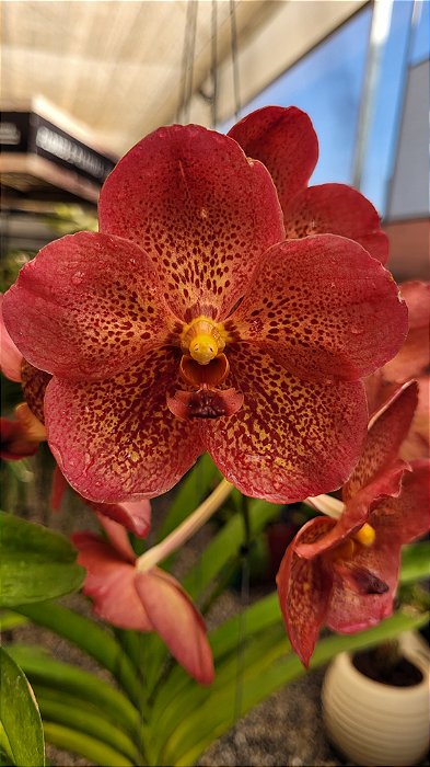 Vanda Phanom Tuan Sunset nr 95 (C/ pequenas avarias)