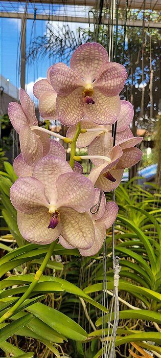 Vanda Lumpinee x Coerulea Alba