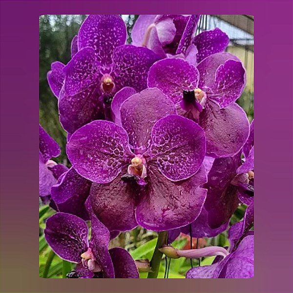 Vanda Pure´s Wax, Blue Sapphire #86