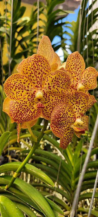 Vanda Thai Spots X Suksamran Spots ( Yellow Red Spots Flower) - Orquidário  Dona Vanda