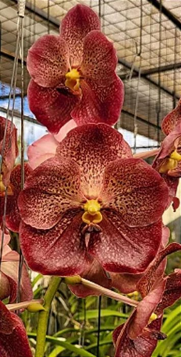 Vanda Perry Hollingsworth (Com pequenas avarias)