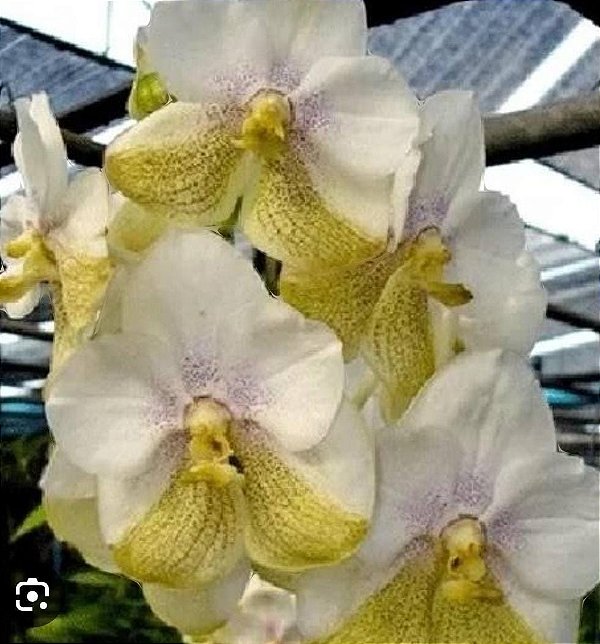 Vanda Nakornsawan Belle x Tubtim Velvet (C/PEQUENAS AVARIAS)