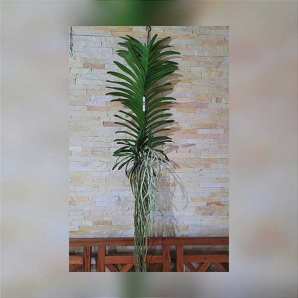 Orquídea Vanda Touceira Nr°31