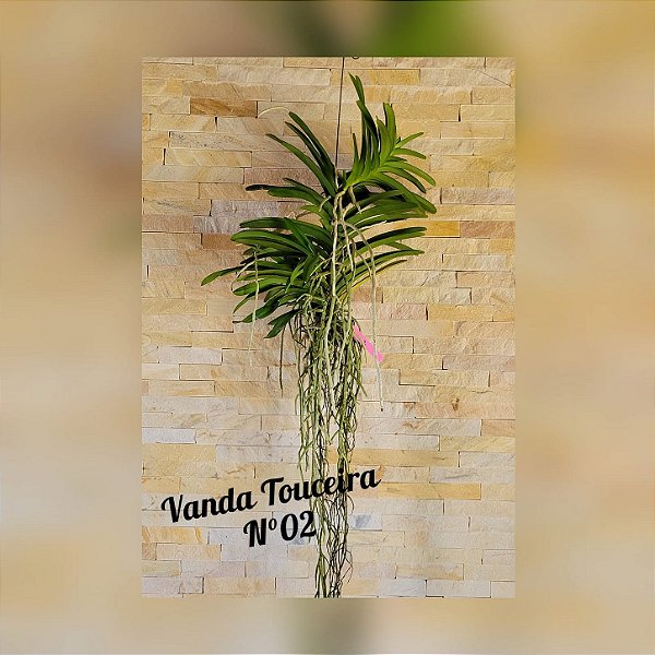 Orquídea Vanda Touceira Nr. #02