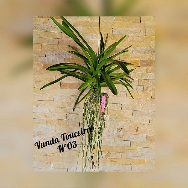Orquídea Vanda Touceira Nr. #03
