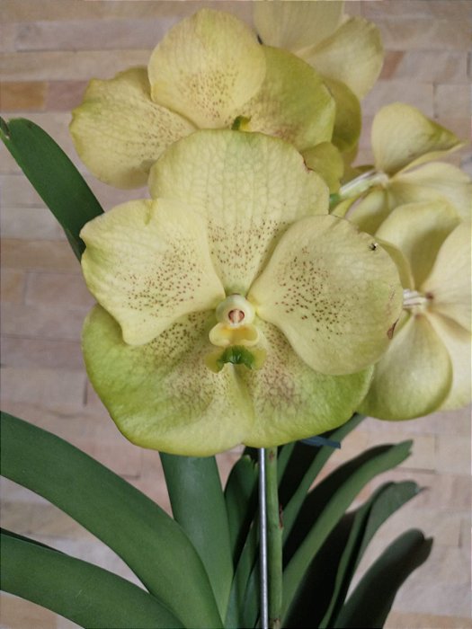 Vanda Sem Identificação #138