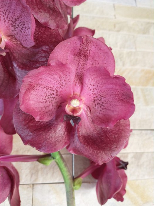 Vanda Sem Identificação #144