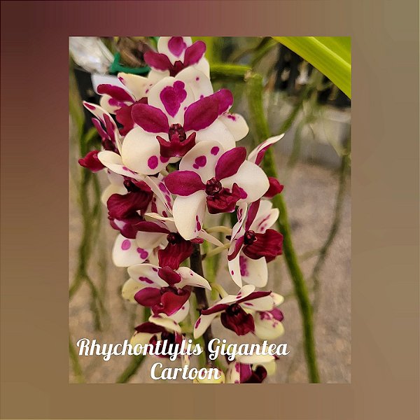 Rhynchostylis Gigantea Cartoon