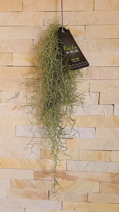 Tillandsia Usneoides-Barba de Velho (Maço pequeno)
