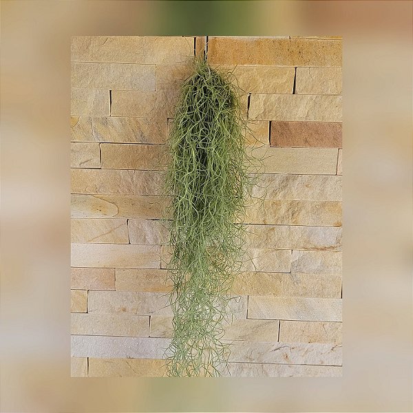 Tillandsia Usneoides-Barba de Velho