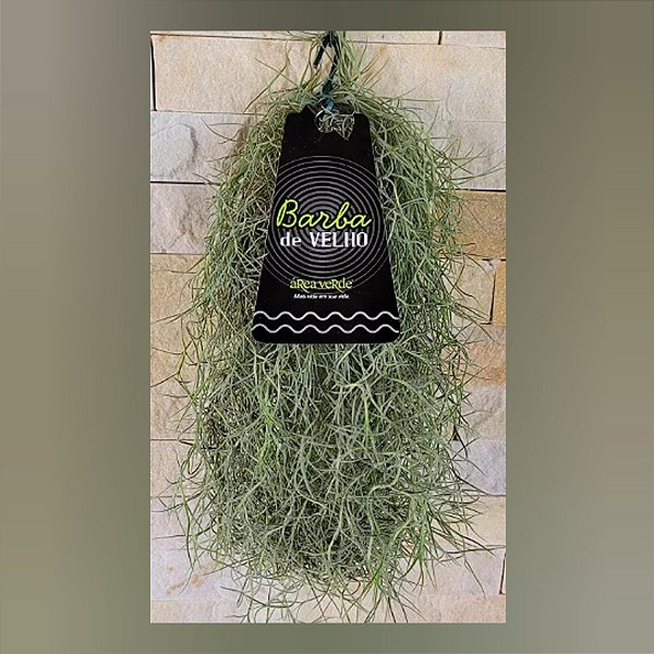 Tillandsia Usneoides-Barba de Velho (Maço  pequeno)