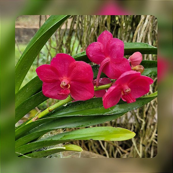 Vanda Udomchai Beauty