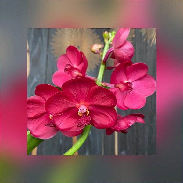 Vanda Udomchai Beauty