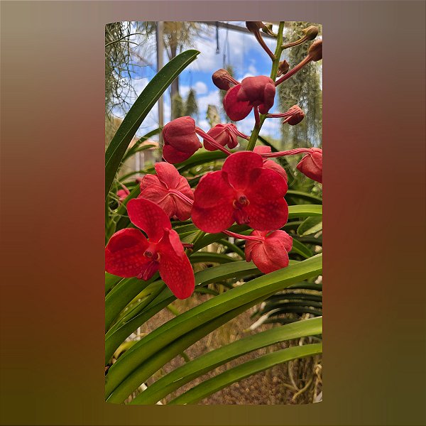 Vanda Udomchai Beauty