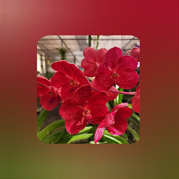 Vanda Udomchai Beauty