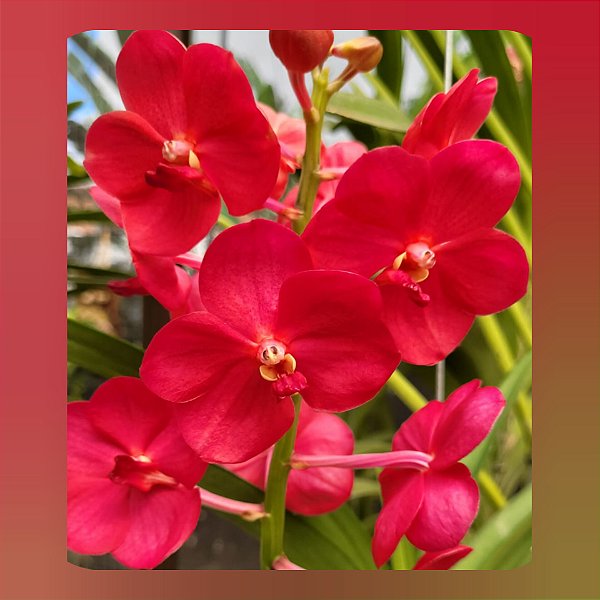 Vanda Udomchai Beauty