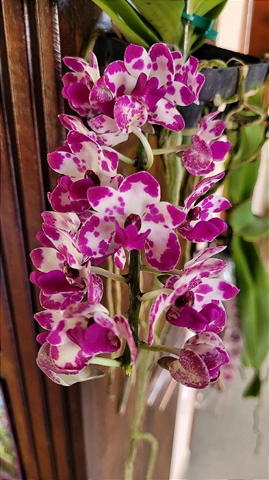 Muda de Rhynchostylis Gigantea Big Spot