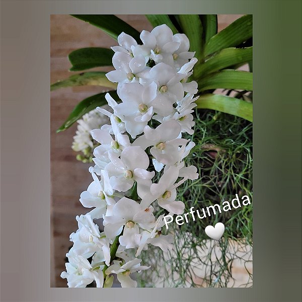 Muda Rhynchostylis Gigantea Alba