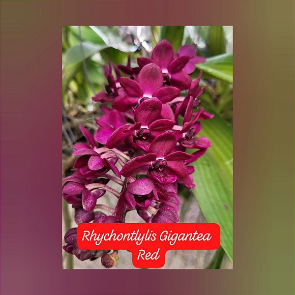 Muda Rhynchostylis Gigantea Red