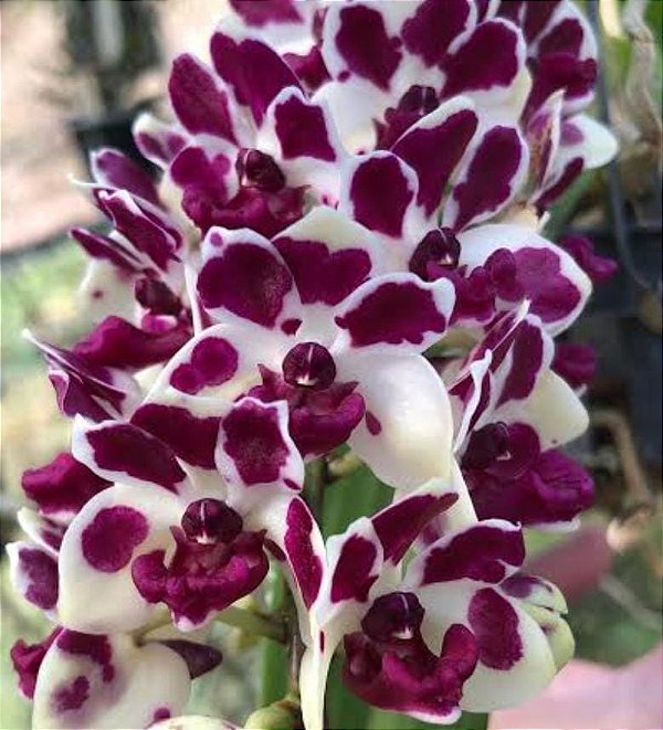 Muda de Rhynchostylis Gigantea Cartoon