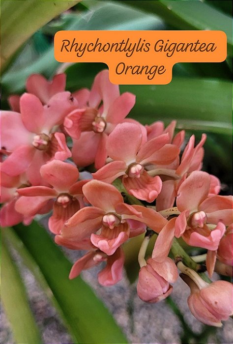 Muda de Rhynchostylis Gigantea Orange