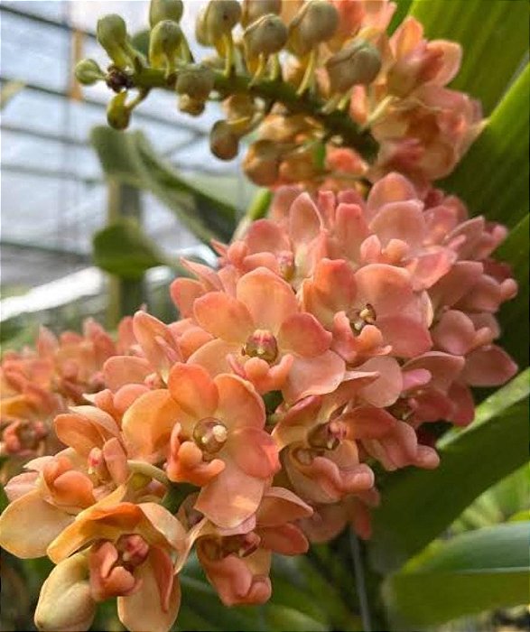 Muda de Rhynchostylis Gigantea Peach