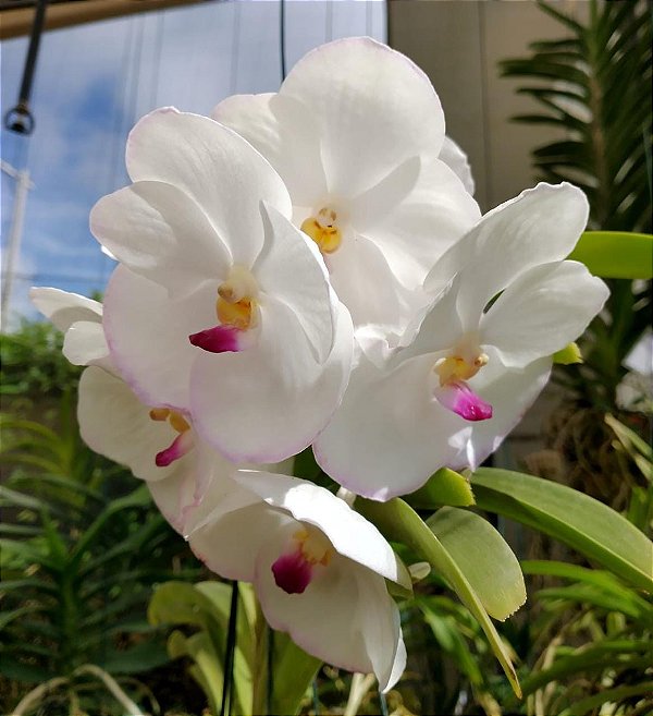 Muda de Vanda Nopporn White Diamond Pink Lip