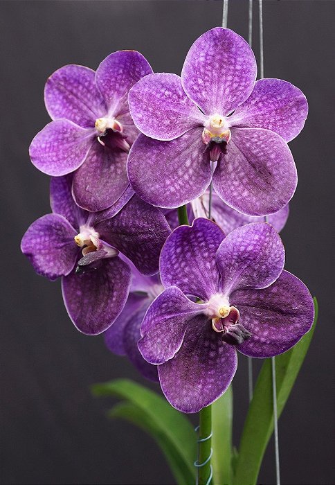 Vanda Gordon Dillon "Yo" X Wirat X Dr. Anek( Pré adulta) C/haste