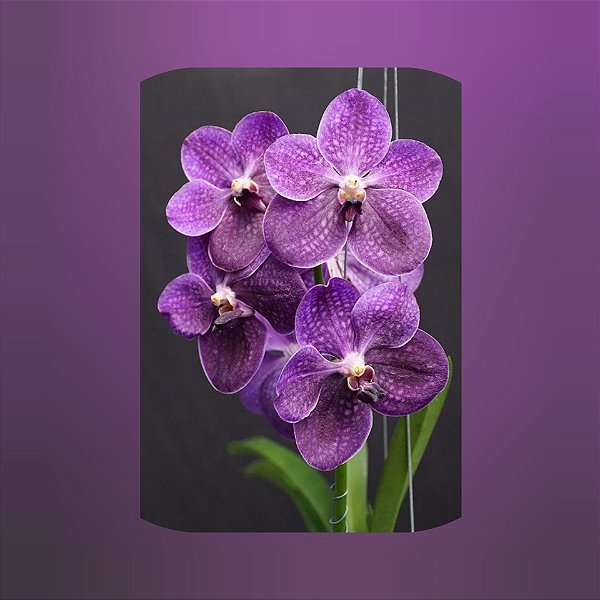 Vanda Gordon Dillon "Yo" X Wirat X Dr. Anek( Pré adulta) C/haste