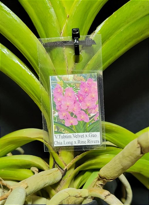 Vanda Tubtim Velvet x Guo Chia Long x Rine Rivers
