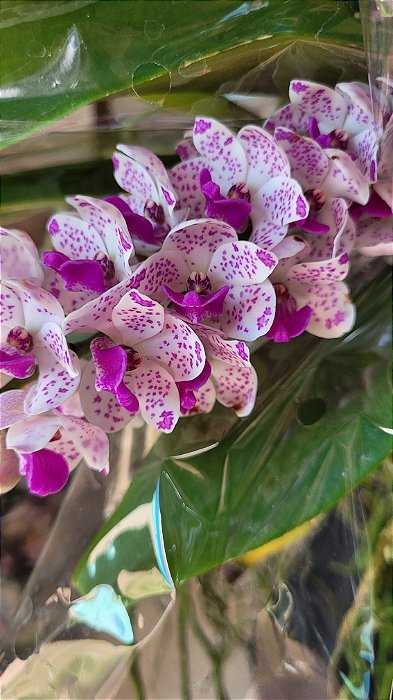 Muda de Rhynchostylis Gigantea Spot