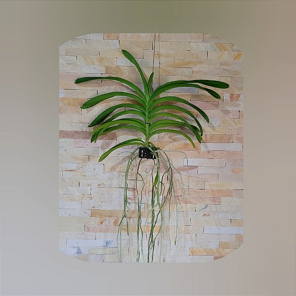 VANDA  BEM ENRAIZADAS - /IDENTIFICAÇÃO ( CORES VARIADAS)