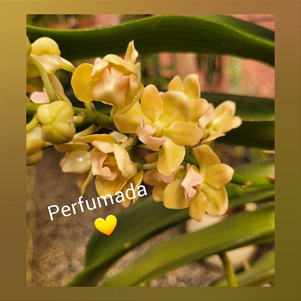Muda de Rhynchostylis Gigantea Cream Yellow