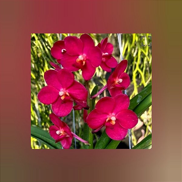 Vanda Haad Songkhia x Red Devil