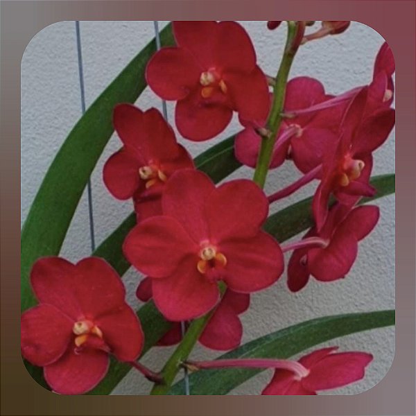 Vanda Haad Songkhia x Red Devil
