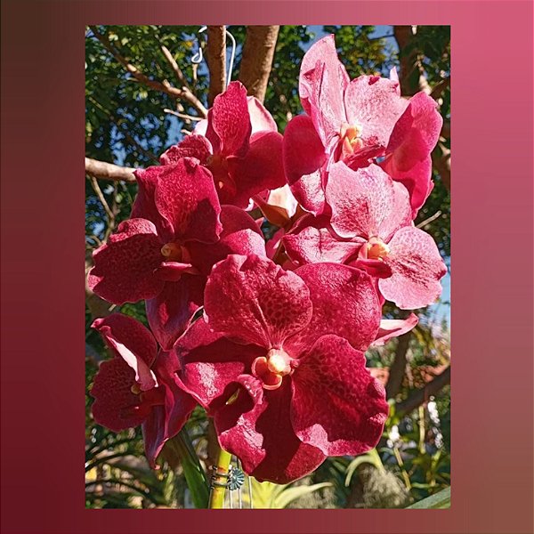 Vanda Chantra