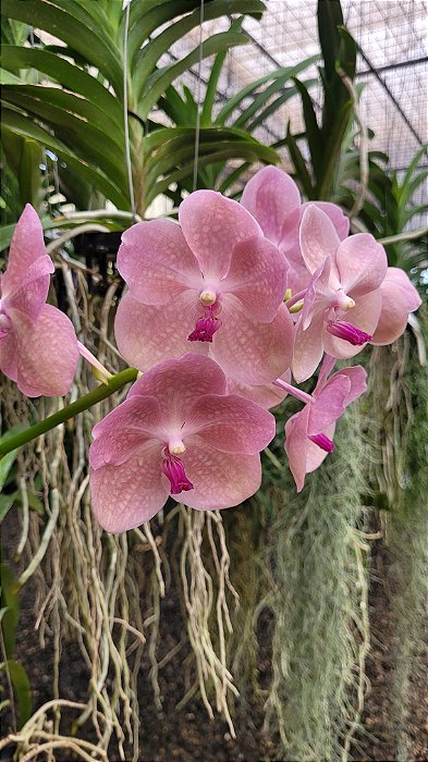 Vanda Prapathom Gold x Coerulea, Pink Clone