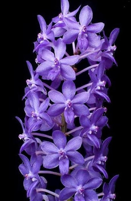 Rhynchodenia Magic Wand Blue Clone( Com pequenas avarias)