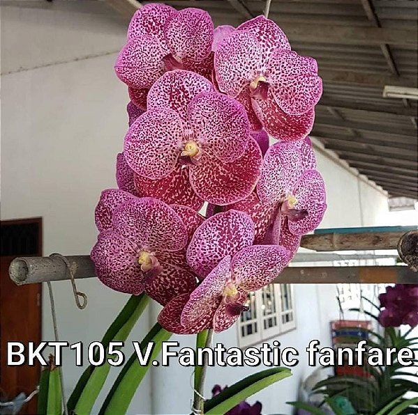 Muda Vanda Fantastic Fanfare