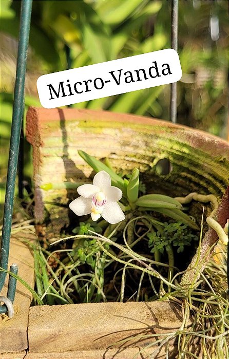 Pteroceras Semiteretifolium (micro)
