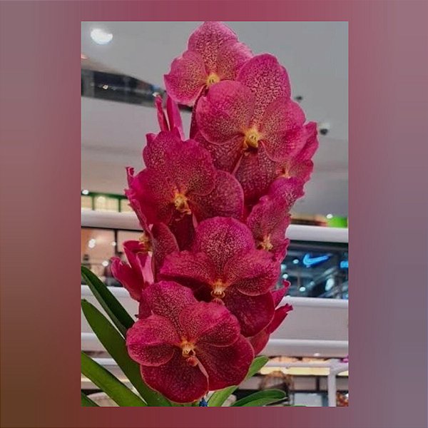 Vanda Adisak Happiness - Nr 79