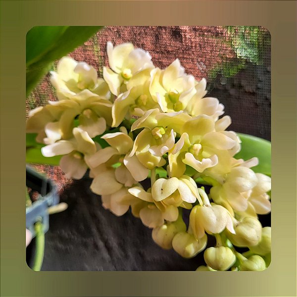 Rhynchostylis Gigantea "Champanhe"