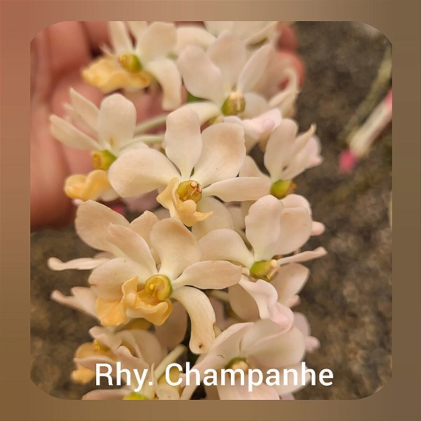 Rhynchostylis Gigantea "Champanhe"
