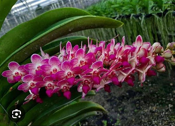 Wuttiphanara Manoonya ´Pink`
