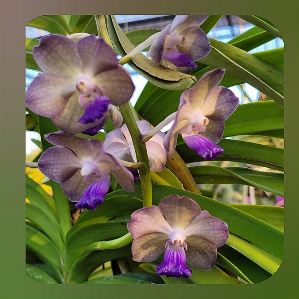 Vandachostylis Pon Washington