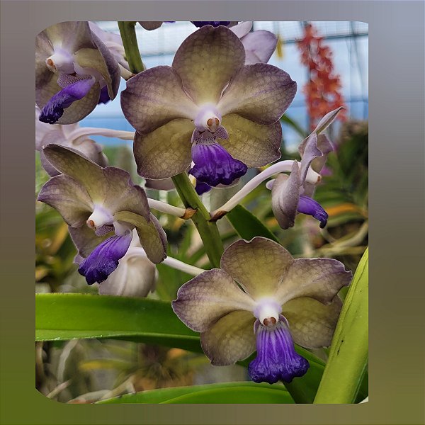Vandachostylis Pon Washington